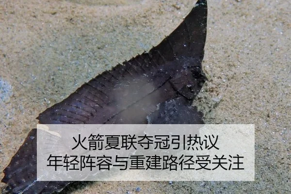 火箭夏联夺冠引热议 年轻阵容与重建路径受关注
